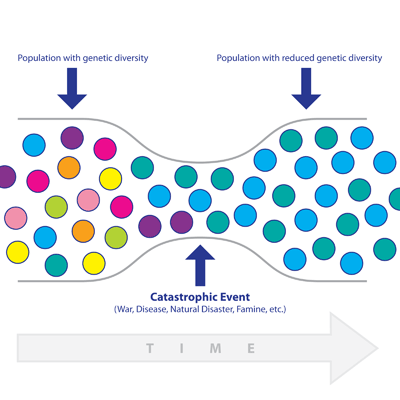 Chart showing how catastrophic events can reduce a population's gene pool, leaving many genetic predecessors completely unaccounted for. Image by Book of Mormon Central.